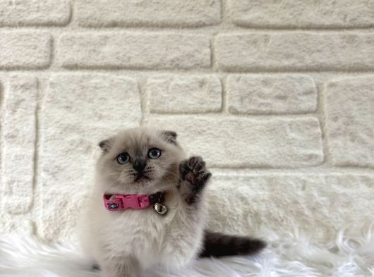 Scottish Fold Bluepoint Dişi 2 Aylık