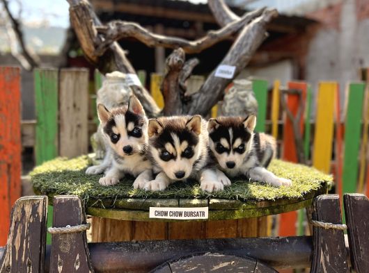 Sibirya kurdu husky yavrularımız