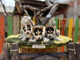Sibirya kurdu husky yavrularımız