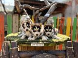 Sibirya Kurdu Husky Yavrularımız