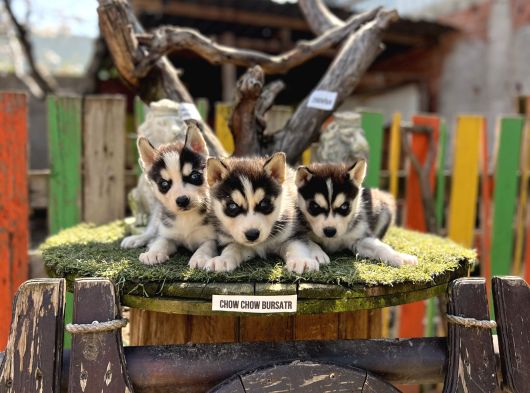 Sibirya Kurdu Husky Yavrularımız görsel