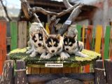 Sibirya Kurdu Husky Yavrularımız
