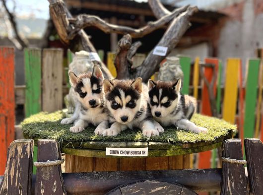 Sibirya Kurdu Husky Yavrularımız görsel