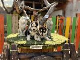 Sibirya Kurdu Husky Yavrularımız