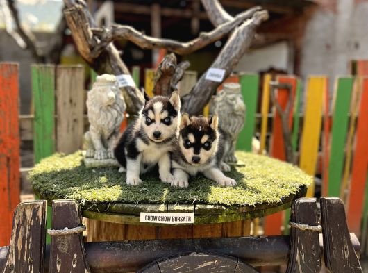 Sibirya Kurdu Husky Yavrularımız görsel