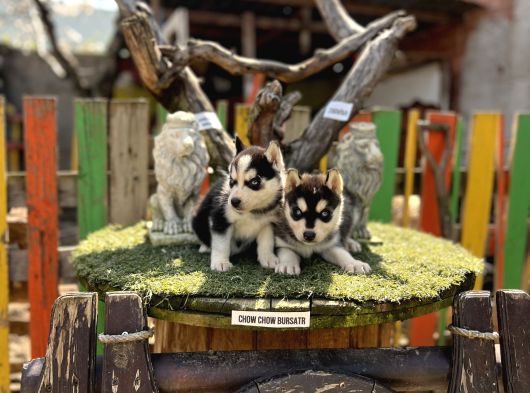 Sibirya Kurdu Husky Yavrularımız görsel