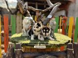 Sibirya Kurdu Husky Yavrularımız