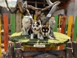 Sibirya Kurdu Husky Yavrularımız