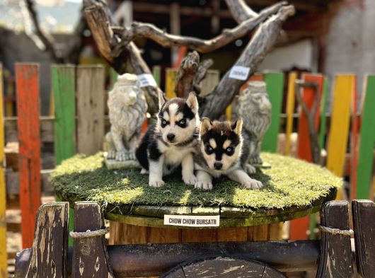 Sibirya Kurdu Husky Yavrularımız görsel