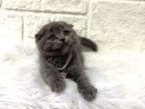 Scottish Fold Dişi 2 Aylık Yavrumuz