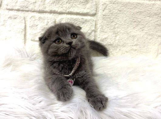 Scottish Fold Dişi 2 Aylık Yavrumuz görsel
