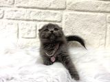 Scottish Fold Dişi 2 Aylık Yavrumuz