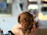Petibor Tadında Poodle Yavrularım