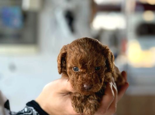 Petibor Tadında Poodle Yavrularım görsel
