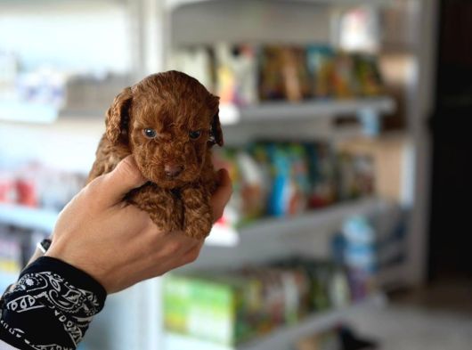 Petibor Tadında Poodle Yavrularım görsel