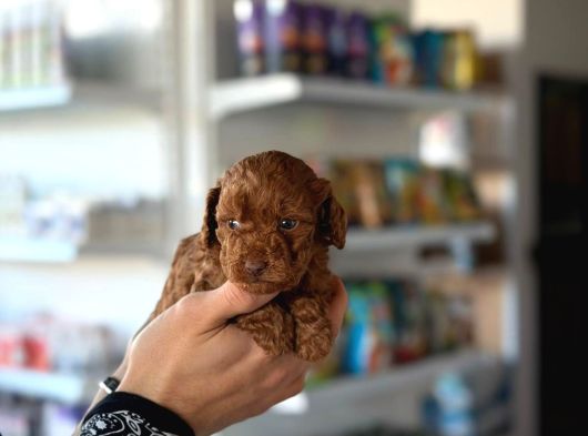 Petibor Tadında Poodle Yavrularım görsel