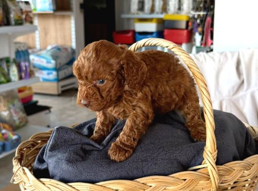 Petibor Tadında Poodle Yavrularım