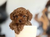 Dünyalar tatlısı toy poodle bebeklerim