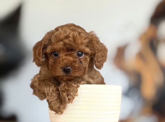 Dünyalar tatlısı toy poodle bebeklerim