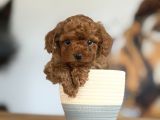 Dünyalar Tatlısı Toy Poodle Bebeklerim