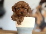 Dünyalar Tatlısı Toy Poodle Bebeklerim