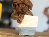 Dünyalar Tatlısı Toy Poodle Bebeklerim