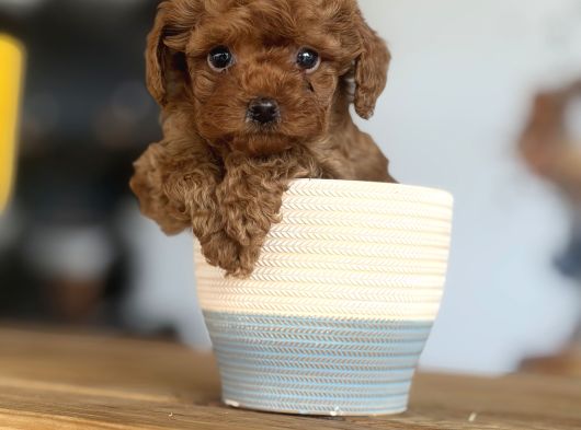 Dünyalar Tatlısı Toy Poodle Bebeklerim görsel