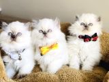 Show Kalitw Maviş Bluepoint British Longhair Bebegim