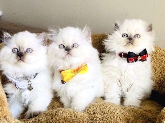Show Kalitw Maviş Bluepoint British Longhair Bebegim görsel