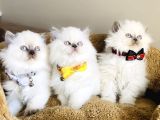 Show Kalitw Maviş Bluepoint British Longhair Bebegim