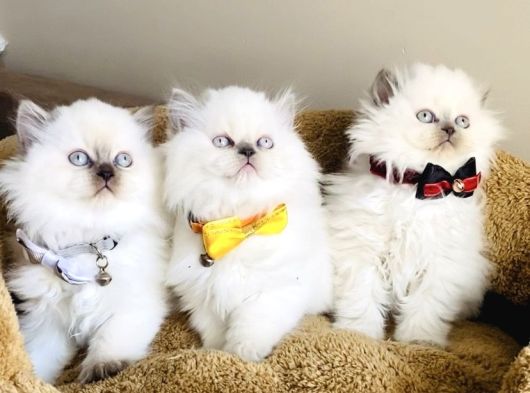 Show Kalitw Maviş Bluepoint British Longhair Bebegim görsel