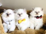 Show Kalitw Maviş Bluepoint British Longhair Bebegim