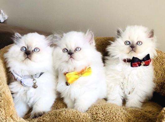 Show Kalitw Maviş Bluepoint British Longhair Bebegim görsel