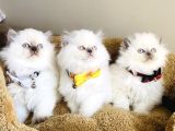 Show Kalitw Maviş Bluepoint British Longhair Bebegim
