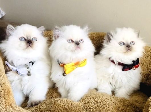 Show Kalitw Maviş Bluepoint British Longhair Bebegim görsel