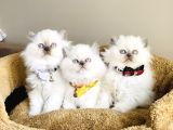 Show kalitw maviş bluepoint british longhair bebegim