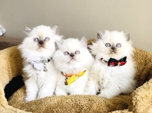 Show Kalitw Maviş Bluepoint British Longhair Bebegim
