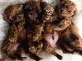 Kore Poodle Bebekleri̇mi̇z