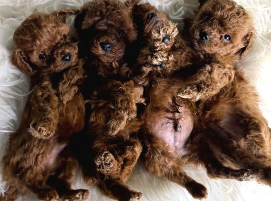 Kore Poodle Bebekleri̇mi̇z görsel