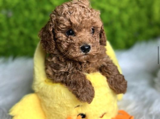 Tatlilik Abi̇desi̇ Toy Poodle Bebekler