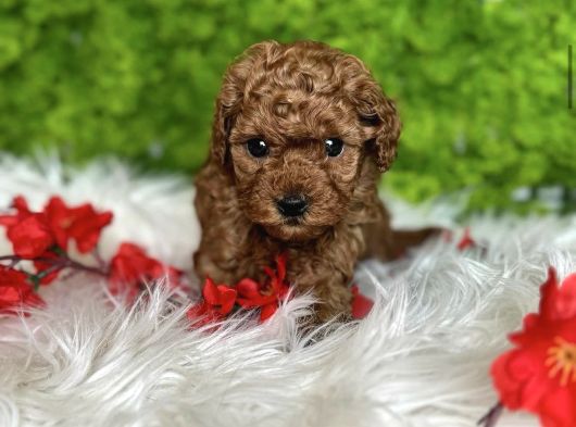 Tatlilik Abi̇desi̇ Toy Poodle Bebekler görsel