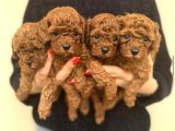 KORE POODLE BEBEKLERİMİZ