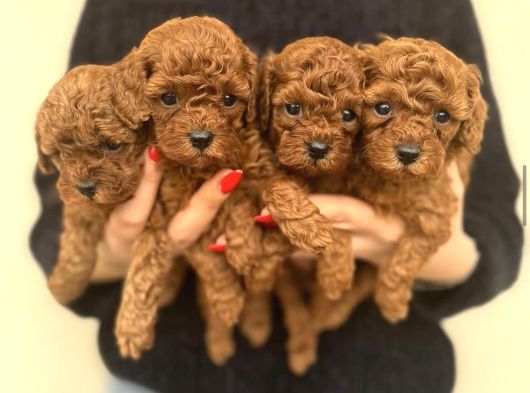 Kore Poodle Bebekleri̇mi̇z