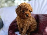 BİBLO GİBİ TOY POODLE BEBEĞİMİZ