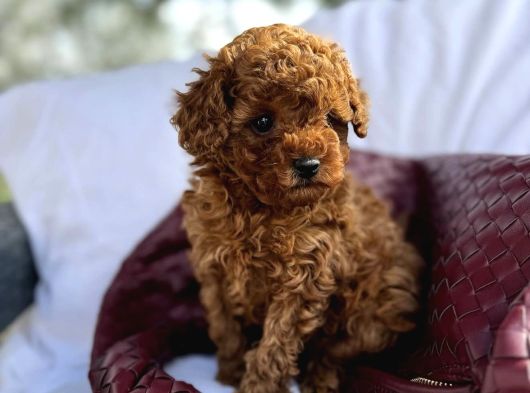 Bi̇blo Gi̇bi̇ Toy Poodle Bebeği̇mi̇z