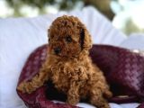 Bi̇blo Gi̇bi̇ Toy Poodle Bebeği̇mi̇z