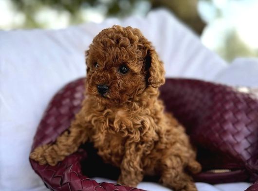 Bi̇blo Gi̇bi̇ Toy Poodle Bebeği̇mi̇z görsel