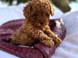 Bi̇blo Gi̇bi̇ Toy Poodle Bebeği̇mi̇z