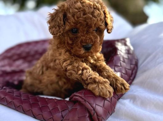 Bi̇blo Gi̇bi̇ Toy Poodle Bebeği̇mi̇z görsel