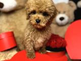 FISTIK GİBİ MALTİPOO YAVRUMUZ